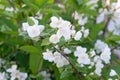 A beautiful white jasmine bloomed in the garden. Royalty Free Stock Photo