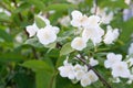 A beautiful white jasmine bloomed in the garden. Royalty Free Stock Photo