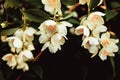 Beautiful white jasmine blossom flowers in spring time. Background with flowering jasmin bush. Inspirational natural floral spring Royalty Free Stock Photo