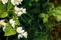 Beautiful white jasmine blossom flowers in spring time. Background with flowering jasmin bush. Inspirational natural floral spring Royalty Free Stock Photo