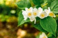 Beautiful white jasmine blossom flowers in spring time. Background with flowering jasmin bush. Inspirational natural Royalty Free Stock Photo