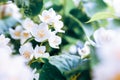 Beautiful white jasmine blossom flowers in spring time. Background with flowering jasmin bush. Inspirational natural Royalty Free Stock Photo