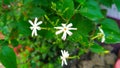 A beautiful white Jasmine flower