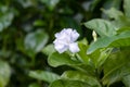 Beautiful white jasmine flower close up in the garden with copy space Royalty Free Stock Photo