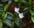 Beautiful Gardenia Crape Jasmine flower in the garden. Little, springtime.