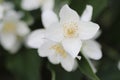 Beautiful white jasmine flower in the garden Royalty Free Stock Photo