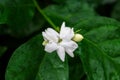 Beautiful white jasmine flower