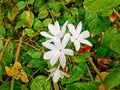 A jasmine flower on plant Royalty Free Stock Photo