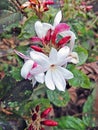 A jasmine flower on plant Royalty Free Stock Photo