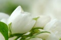 Beautiful White Jasmine Flowers