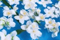 Beautiful white jasmine flowers closeup in blue transparent water. Creative summer floral composition. Nature concept. Selective Royalty Free Stock Photo