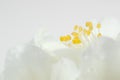 Beautiful White Jasmine Flowers Macro With Copy Space Royalty Free Stock Photo