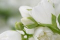 Beautiful White Jasmine Flowers Macro Royalty Free Stock Photo
