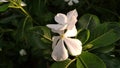 Beautiful white jasmine flowers and very fragrant Royalty Free Stock Photo