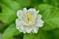 Beautiful white Jasminum in garden