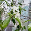 Beautiful white Jasminum officinale