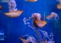 Beautiful white jellyfish swims in the aquarium. sea world in a large aquarium Royalty Free Stock Photo