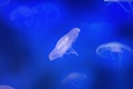 Beautiful white jellyfish in the water on blue background in aquarium Royalty Free Stock Photo