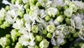 Beautiful white Kalanchoe flower close-up, tip view. Rotation