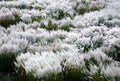 Beautiful white Kash or Kans grass close up view