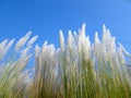 Beautiful white kash or kans grass flower with blue sky Royalty Free Stock Photo