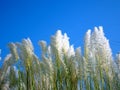 Beautiful white kash or kans grass flower with blue sky Royalty Free Stock Photo