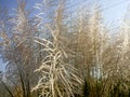 Beautiful white kash or Kans grass flowers with blue colour sky. Saccharum Spontaneum Flowers. Royalty Free Stock Photo