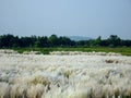 Beautiful white kash or kans grass flowers growing on an Indian river bed with blue sky background Royalty Free Stock Photo