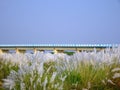 Beautiful white kash or kans grass flowers growing on an Indian river bed under a bridge with blue sky background Royalty Free Stock Photo