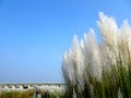 Beautiful white kash or kans grass flowers growing on an Indian river bed under a bridge with blue sky background Royalty Free Stock Photo