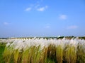 Beautiful white kash or kans grass flowers under a bridge with blue sky Royalty Free Stock Photo