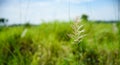 Beautiful white Kash or Kans grass in India west bengal beside agricultural farm land field in Durga puja festival time with blue Royalty Free Stock Photo