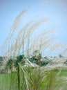 Beautiful white Kash or Kans grass in India west bengal beside agricultural farm land field in Durga puja festival time with blue