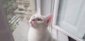 Beautiful white khao manee cat with odd-eyes, heterochromia