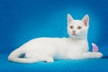 Beautiful white kitten with yellow eyes Royalty Free Stock Photo