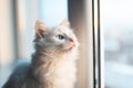 Beautiful white kitty cat with blue eyes looking through window Royalty Free Stock Photo