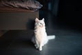 Beautiful white kitty cat with blue eyes near bed Royalty Free Stock Photo