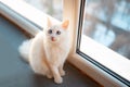 Beautiful white kitty cat with blue eyes near window Royalty Free Stock Photo