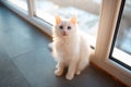 Beautiful white kitty cat with blue eyes near window Royalty Free Stock Photo