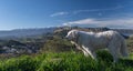 Kuvasz Dog with beautiful scenic landscape in the background