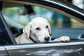 Beautiful white labrador in the black car. Pet concept. Royalty Free Stock Photo