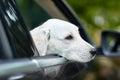 Beautiful white labrador in the black car. Pet concept. Royalty Free Stock Photo