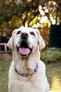 A beautiful white Labrador dog in a garden Royalty Free Stock Photo