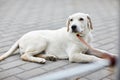 A cute dog labrador lying on the street. Pet concept. Royalty Free Stock Photo