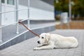A cute dog labrador lying on the street. Pet concept. Royalty Free Stock Photo
