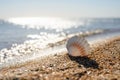 A beautiful white large shell stands against the background of sea glare on a sunny day. Royalty Free Stock Photo