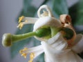 beautiful white lemon tree in blossom