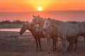 Beautiful white or light gray camargue horses in sunset light. Regional nature park Camargue, biosphere reserve, Bouches-du-rhone,