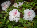 Beautiful white light pink. subtropical plant