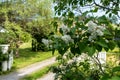 Beautiful white lilac flowers branches on green leaves garden background natural spring purple pink violet blooming varietal lilac Royalty Free Stock Photo